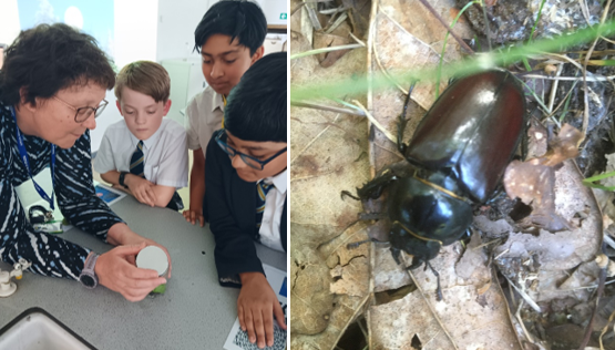 A group of boys looking at a beetle

AI-generated content may be incorrect.